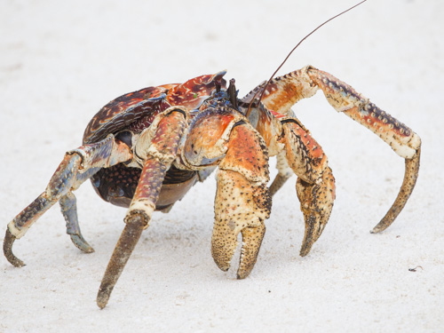 christmas island swell lodge photo tour example 29